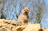 CAIRN TERRIER 069
